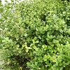 Osmanthus heterophyllus Pot 90 liter 125 - 150 cm Pon-Pon vorm