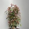 Photinia fraseri 'Red Robin' Pot 10 liter 80 - 100 cm