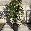 Photinia fraseri 'Red Robin' Pot 15 liter 100 - 125 cm