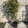 Photinia fraseri 'Red Robin' Pot 18 liter 125 - 150 cm