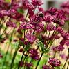 Astrantia 'Moulin Rouge' Pot 9 cm