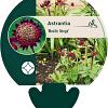 Astrantia 'Moulin Rouge' Pot 9 cm