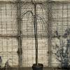 Prunus pendula 'Pendula Rosea' Hoogstam (Stamomtrek 10-12 cm)