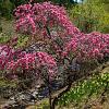 Prunus persica Pot 90 Liter Halfstam (Stamomtrek 16-18 cm)