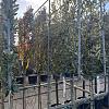 Quercus ilex Stam 120 cm Leivorm 120x100 (BxH)  ijzer frame
