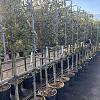 Quercus ilex Stam 120 cm Leivorm 120x100 (BxH)  ijzer frame