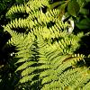 Athyrium f.-f. 'Lady in Red' Pot 9 cm