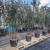Quercus ilex Pot 70 Liter 200 - 250 cm Meerstammig