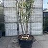 Quercus ilex Pot 230 Liter 350 - 400 cm Meerstammig