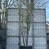 Quercus ilex Pot 230 Liter 350 - 400 cm Meerstammig