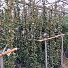 Trachelospermum jasminoides Pot 5 liter 200 - 225 cm