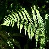 Athyrium f.-f. 'Rotstiel' Pot 9 cm