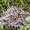 Athyrium niponicum 'Burgundy Lace' Pot 9 cm