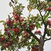 Malus d. 'Gala' Pot 15 liter Laagstam