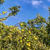 Malus d. 'Golden Delicious' Pot 15 liter Laagstam