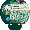 Lamium mac. 'White Nancy' Pot 9 cm