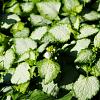 Lamium mac. 'White Nancy' Pot 9 cm