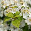 Viburnum plic. Kilimandjaro Pot 4 Liter 