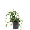 Vinca minor 'Atropurpurea' Pot 1,5 liter
