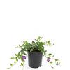 Vinca minor 'Atropurpurea' Pot 1,5 liter