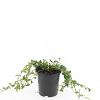 Vinca minor 'Atropurpurea' Pot 1,5 liter