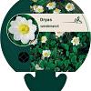 Dryas suendermannii Pot 9 cm