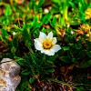 Dryas suendermannii Pot 9 cm