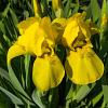 Iris (G) 'Ola Kala' Pot 9 cm