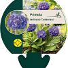 Primula dent. 'Cashmeriana' Pot 9 cm