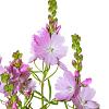Sidalcea 'Elsie Heugh' Pot 9 cm
