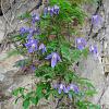Clematis alpina Pot 2 Liter