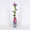 Clematis 'Comtesse de Bouchaud' Pot 2 Liter