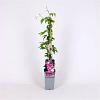 Clematis 'Dr Ruppel' Pot 2 Liter