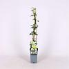 Clematis 'Early Sensation' Pot 2 Liter