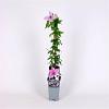 Clematis 'Hagley Hybrid' Pot 2 Liter