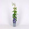 Clematis 'Jackmanii' Pot 2 Liter