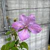 Clematis 'Margaret Hunt' Pot 2 Liter