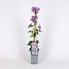 Clematis 'Margaret Hunt' Pot 2 Liter