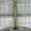 Clematis 'Margaret Hunt' Pot 2 Liter