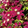 Clematis 'Rouge Cardinal' Pot 2 Liter
