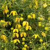 Clematis tangutica Pot 2 Liter
