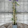 Clematis 'The President' Pot 2 Liter