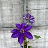 Clematis 'The President' Pot 2 Liter