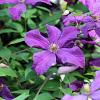 Clematis 'The President' Pot 2 Liter