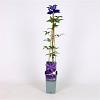 Clematis 'The President' Pot 2 Liter