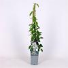 Fallopia baldschuanica Pot 2 Liter