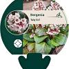 Bergenia 'Baby Doll' Pot 9 cm