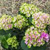 Hydrangea m. 'Amethyst' Pot 2 Liter