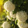 Hydrangea m. 'Ave Maria' Pot 2 Liter