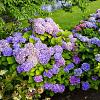 Hydrangea m. 'Hamburg' Pot 2 Liter